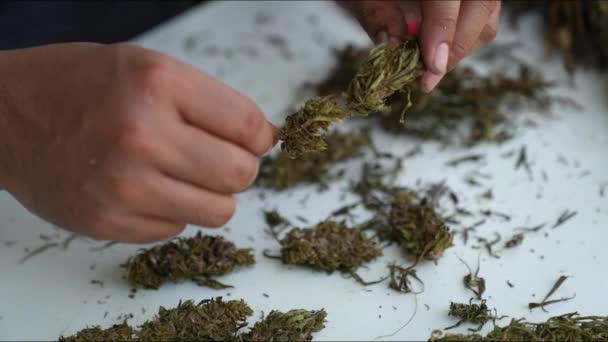 Aparar Cannabis Detalhes Técnica Corte Úmido Seco — Vídeo de Stock