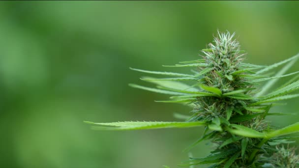 Blommande Knoppar Marijuana Hampa Vacker Cannabisblomma Början Hampa Blomningsperioden Alternativ — Stockvideo