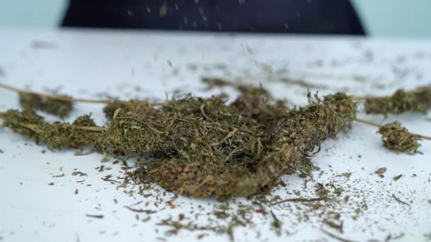Pemangkasan Cannabis Secara Rinci Teknik Basah Dan Pemangkasan Kering — Stok Video