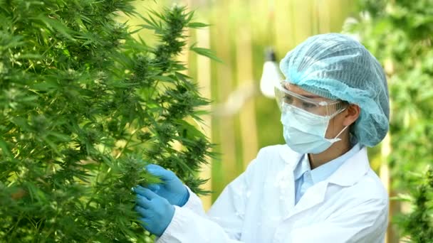 Mãos Dos Cientistas Colocam Óleo Cannabis Para Experimentos Pesquisa Conceito — Vídeo de Stock