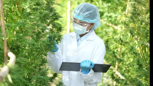 Cientista Com Máscara Óculos Luvas Examinando Plantas Cannabis Casa Vegetação — Vídeo de Stock