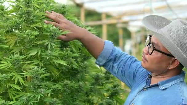 Científico Masculino Campo Cannabis Examina Plantas Flores Concepto Medicina Herbal — Vídeos de Stock
