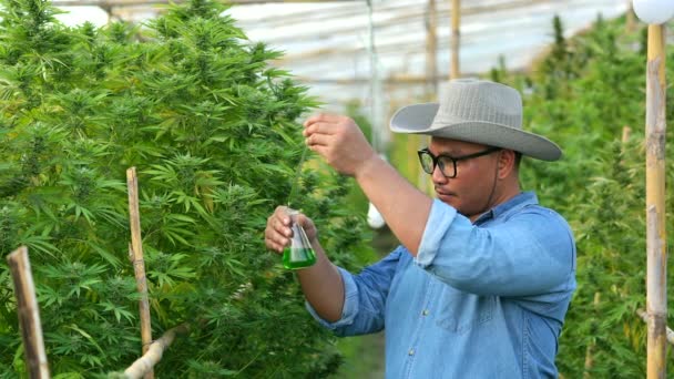 Telers Inspecteren Cannabisbloemen Cannabisplanten Hennepbloeiwijzen Kassen Voor Inspectie Kwaliteitscontrole Voor — Stockvideo
