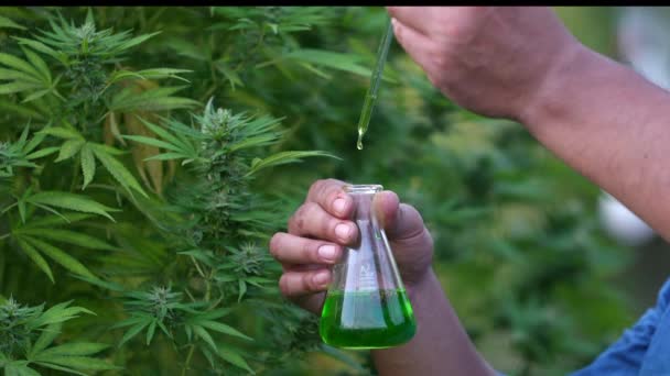 Los Cultivadores Inspeccionan Las Flores Cannabis Plantas Cannabis Las Inflorescencias — Vídeo de stock