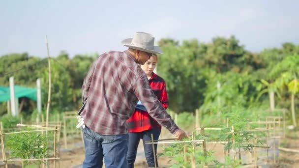 Zemědělec Pěstující Konopí Kontrolující Růst Rostlin Zemědělství Životní Prostředí Pěstování — Stock video