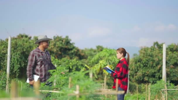 Agricoltore Che Coltiva Canapa Controlla Crescita Delle Piante Agricoltura Ambiente — Video Stock