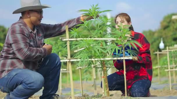 种植大麻和抑制植物生长的农民 种植大麻的农业和环境大麻以及亚洲农民的概念 — 图库视频影像