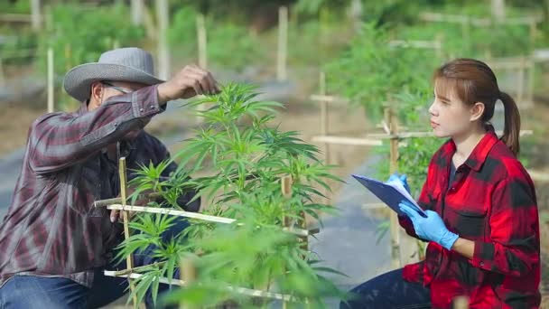 种植大麻和抑制植物生长的农民 种植大麻的农业和环境大麻以及亚洲农民的概念 — 图库视频影像