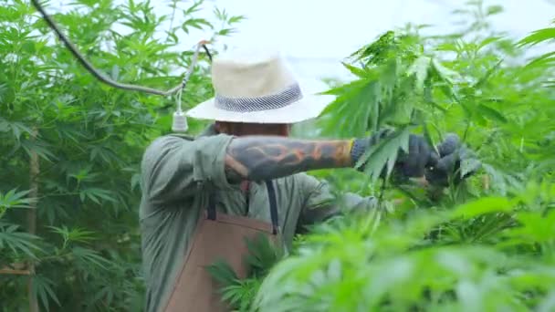 Ein Bauer Steht Inmitten Seiner Kommerziellen Gewächshaushanfpflanze Cannabis Sativa Wird — Stockvideo