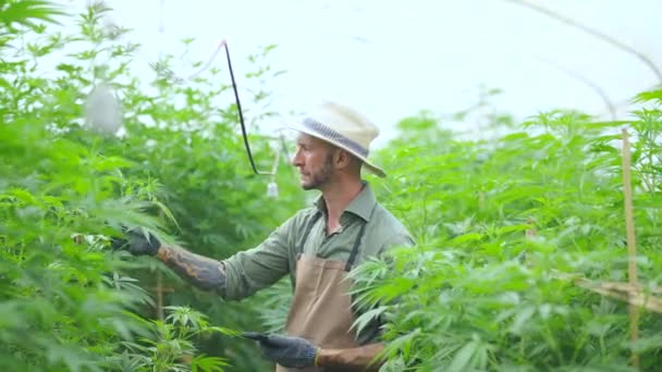Ein Bauer Steht Inmitten Seiner Kommerziellen Gewächshaushanfpflanze Cannabis Sativa Wird — Stockvideo