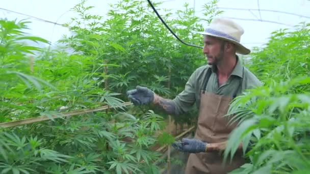 一个农民站在他的商业温室大麻作物中间 为生产大麻用于 生物多样性公约 生物燃料等衍生产品而工业化种植的大麻 — 图库视频影像