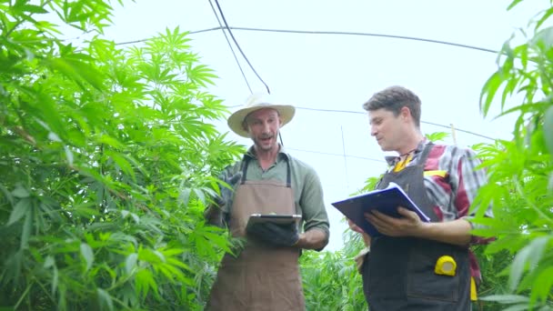 Tuinier Werkzaam Een Hennepveld Controleren Planten Alternatieve Geneeskunde Cannabis Concept — Stockvideo