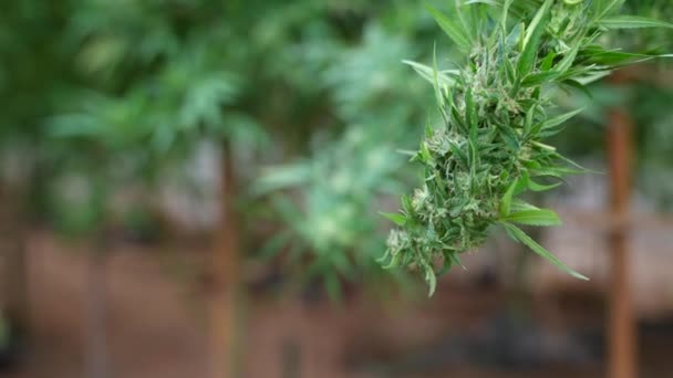 Cannabis Für Medizinische Zwecke Cannabisblüten Und Blätter Cannabisfarm Cannabisblüten Und — Stockvideo