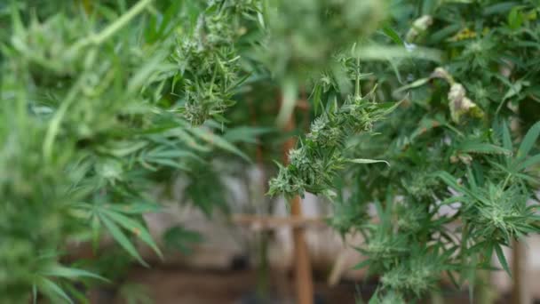 Cannabis Für Medizinische Zwecke Cannabisblüten Und Blätter Cannabisfarm Cannabisblüten Und — Stockvideo