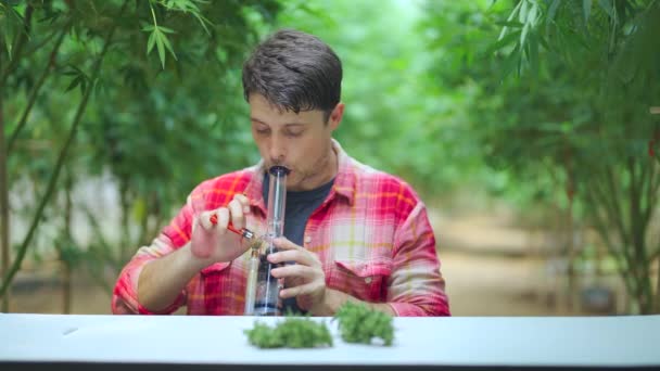 대마초 재배자는 자신의 대마초 농장에서 의약품 레크리에이션 목적으로 대마초를 연기하거나 — 비디오