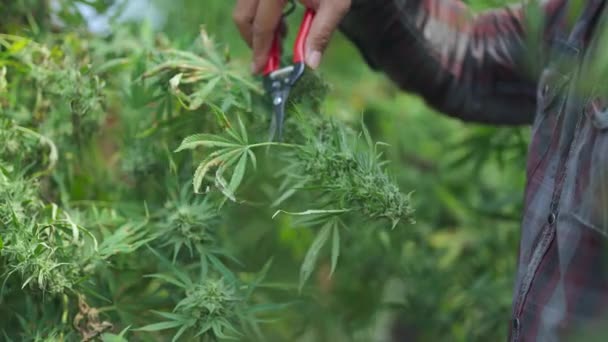 マリファナの栽培者トリミング葉は 植物や花を調べる農家マリファナを芽生えさせるために植物を奨励する 代替ハーブ医学は考える — ストック動画