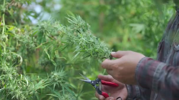Marijuana Teler Snoeien Bladeren Plant Aan Moedigen Knop Boer Marihuana — Stockvideo