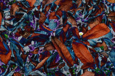 Soyut. Sonbahar ağacı yaprakları değiştirilmiş renk efektiyle.