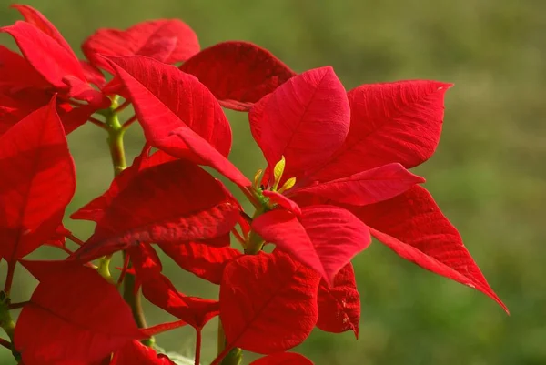 Flor Vermelha Férias Natal — Fotografia de Stock