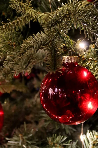 크리스마스 소나무 — 스톡 사진