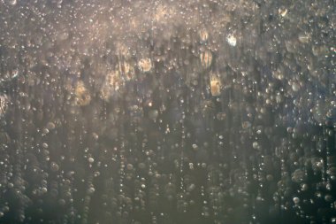 Çam dalında donmuş su damlaları.