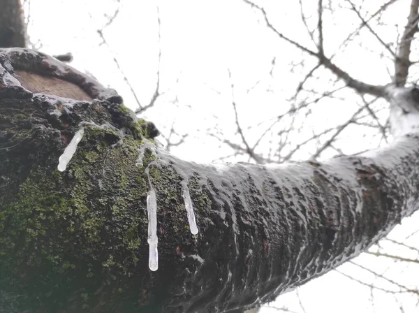 Ağaç dalına donmuş su damlaları.