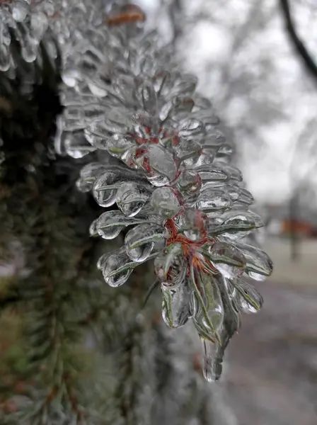 Çam dalında donmuş su damlaları.