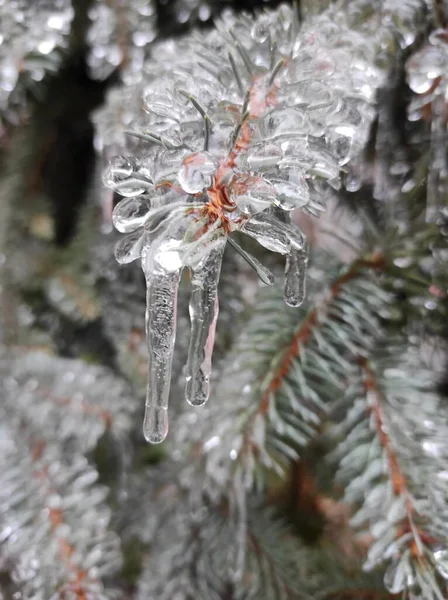 Çam dalında donmuş su damlaları.