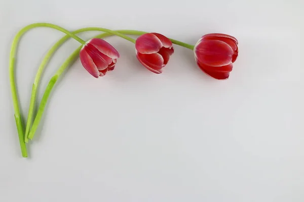 Kırmızı laleler, çiçekler. Sevgililer Günü hediyesi..