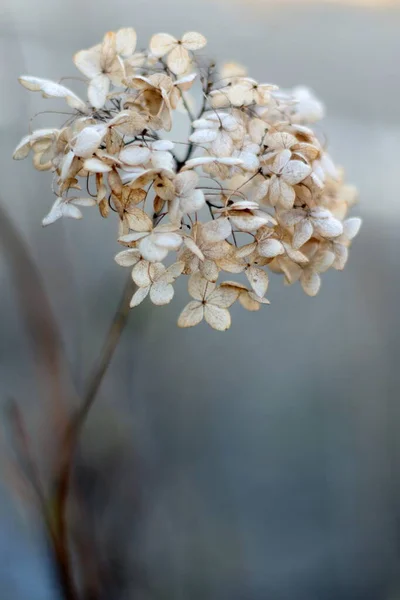 White Hortensia(Hydrangea) dry flower.