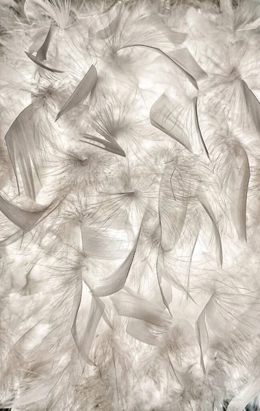 White Feather Background Texture Abstract — Stock Photo, Image