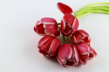 Women's Day, Mother's Day, Red Tulips.