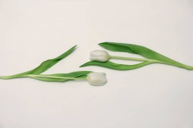 Women's Day, Mother's Day, white tulips.