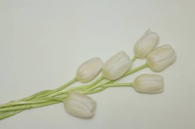 Women's Day, Mother's Day, white tulips.