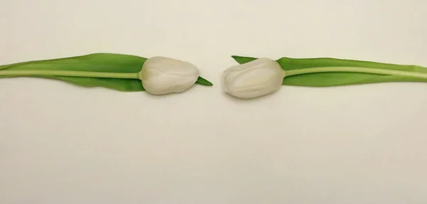 Women's Day, Mother's Day, white tulips.