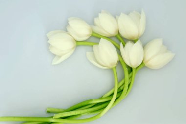 Women's Day, Mother's Day, white tulips.
