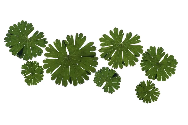 Vektör İllüstrasyonu, doğal yapraklar. Soyut.