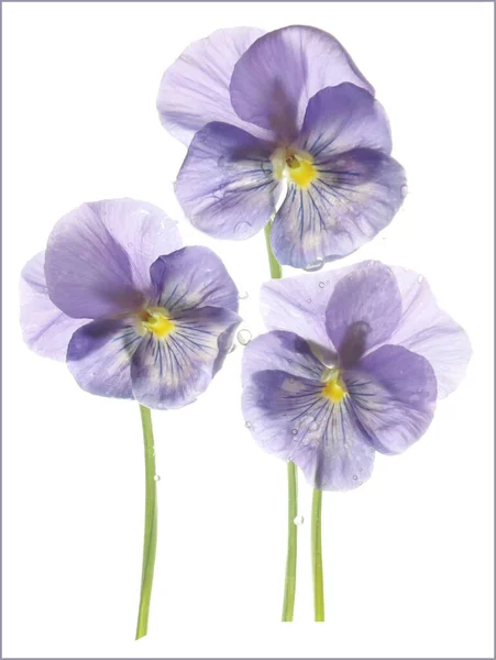 Üç mor çiçek, nonoş. Soyut.