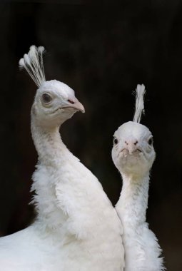 Beyaz tavus kuşu horozu, mavi tavus kuşunun bir çeşidi. Pavo kriteri