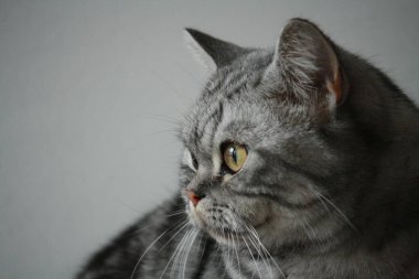 Orijinal İngiliz tekir kedisi.