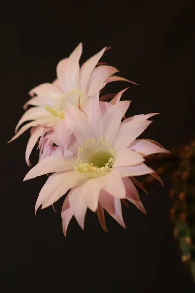 A cactus flower blooming for a day.Cactus flower.