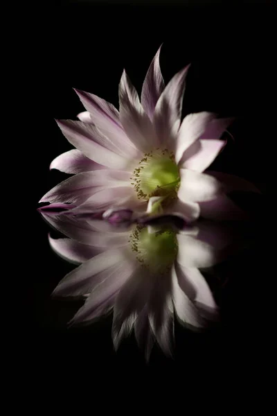 Kaktüs Bir Günlüğüne Çiçek Açar Kaktüs Bir Günlüğüne Çiçek Açar — Stok fotoğraf