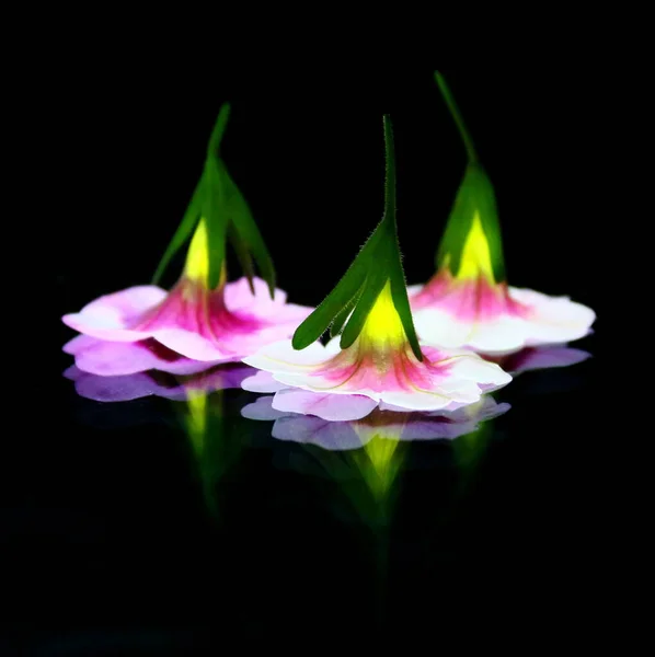 Three flowers, black background, abstract, wall picture.