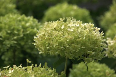 Beyaz ortanca çiçekleri. Yaprak döken çalılar. Ortanca.