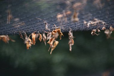 Kuru ağaç yaprakları, seçici odaklanma.