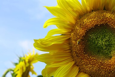 Ayçiçeği, bulutlar, mavi gökyüzü.