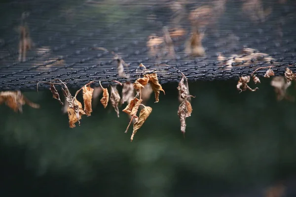 Kuru ağaç yaprakları, seçici odaklanma.