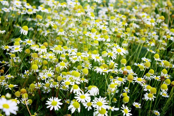 Büyük papatya tarlası, çiçek tarlası..