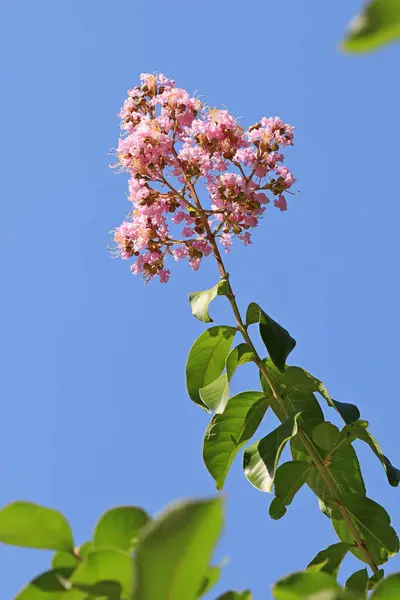 Yuma. Lagerstroemia. Çin ipeği çimi..