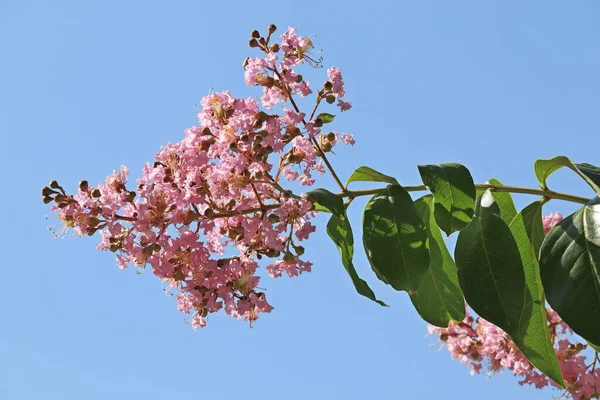 Yuma. Lagerstroemia. Çin ipeği çimi..